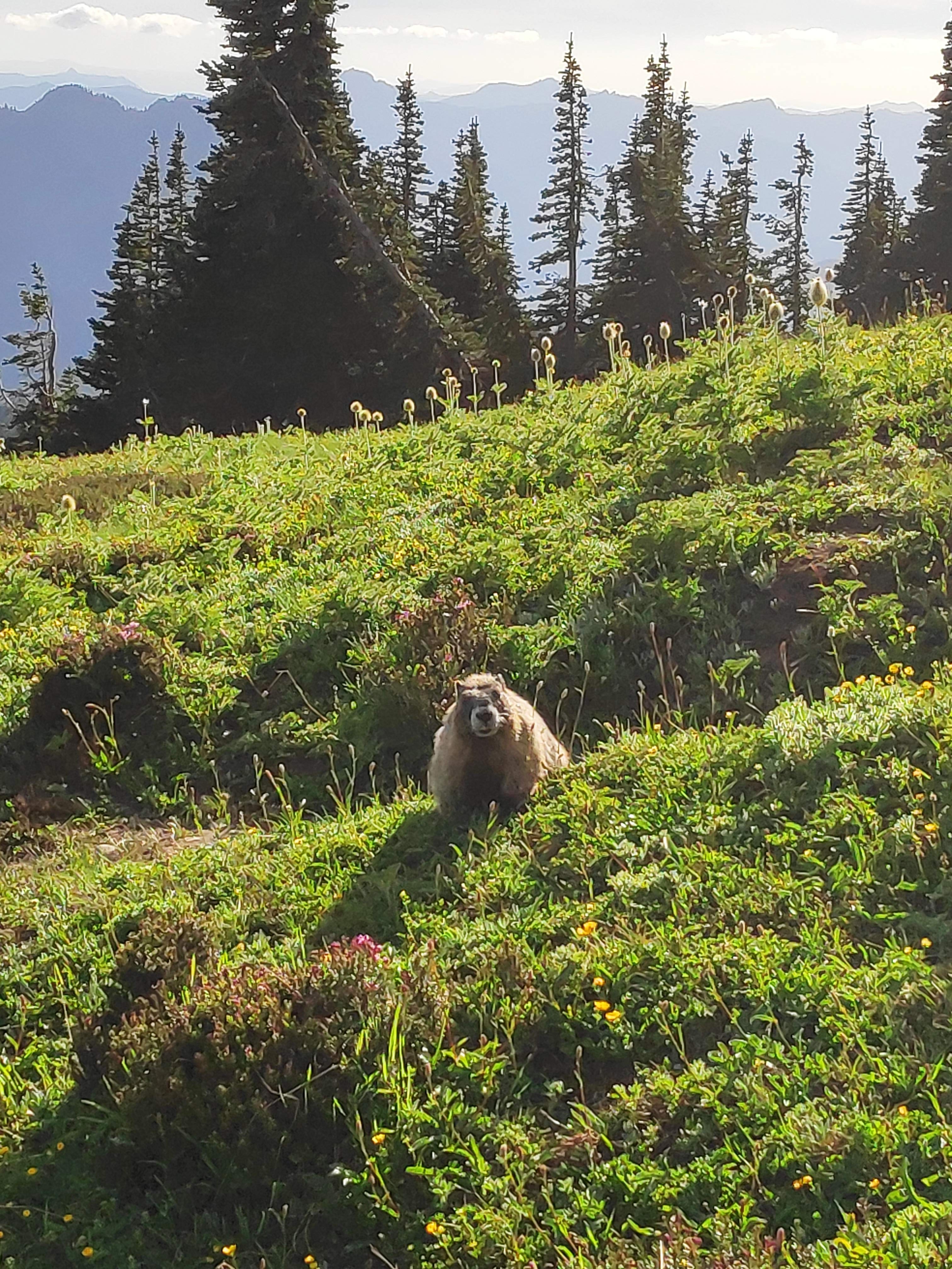 Marmot